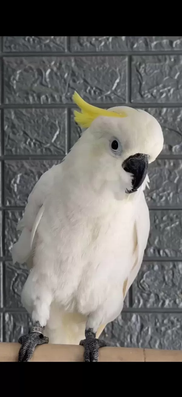 Full Evcil Kakadu Papağanı