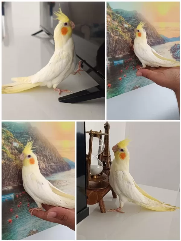 Ele Alışkın Ev Üretimi 50 Günlük Lutino Sultan Papağanı