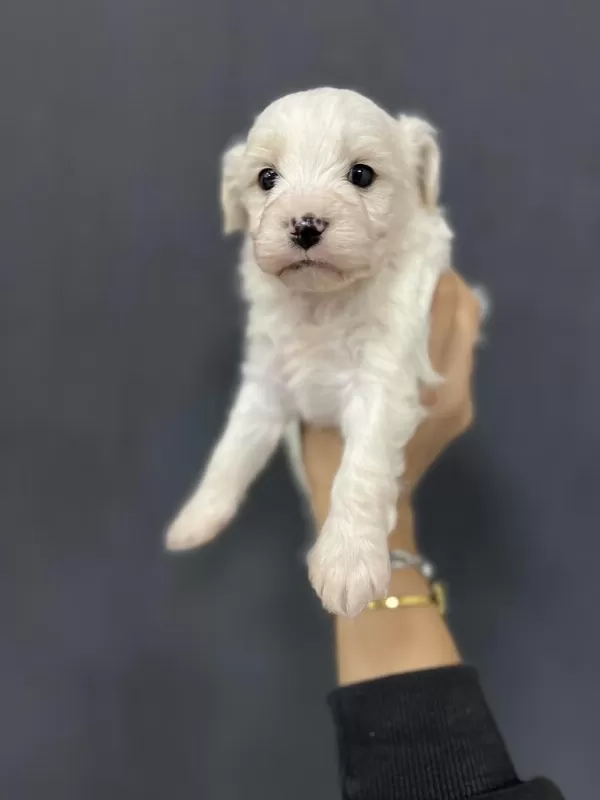 Minik Yavru Köpekler Yeni Yuvasına Gitmeye Hazırlar