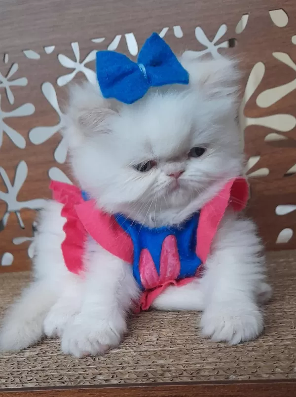 İran Exotic Longhair Bebekler