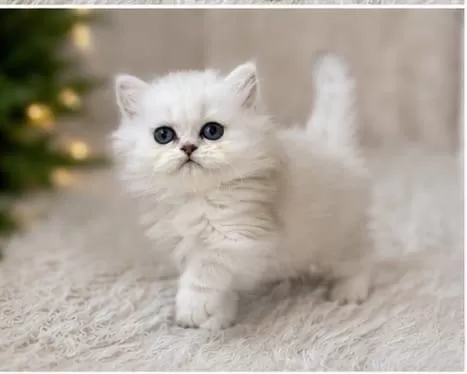British Longhair Ve Shorthair Silver