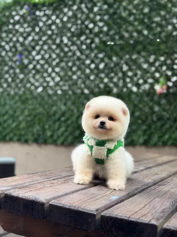 Sağlik Ve İrk Garantili Pomeranian Erkek