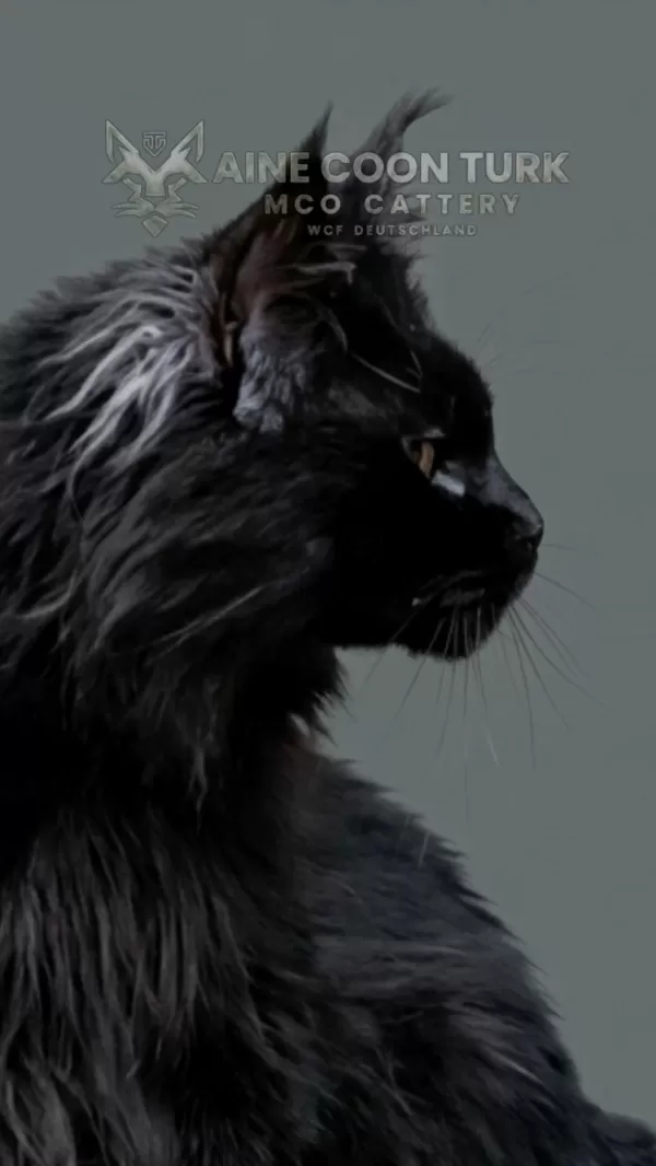 Maine Coon Türk - Mco Cattery