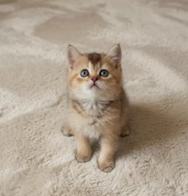 Muhteşem British Shorthair Blue Bicolor Golden Yavrular