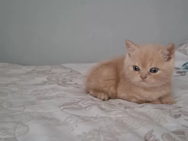 45 Günlük British Longhair Erkek