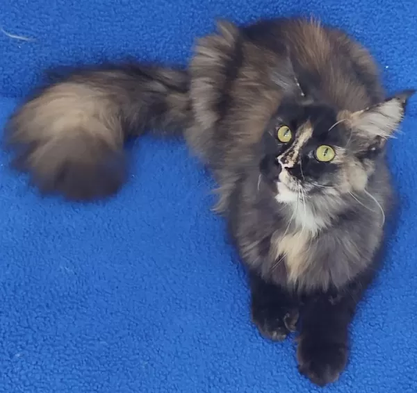 11 Aylık Maine Coon Dişi Teslime Hazırdır