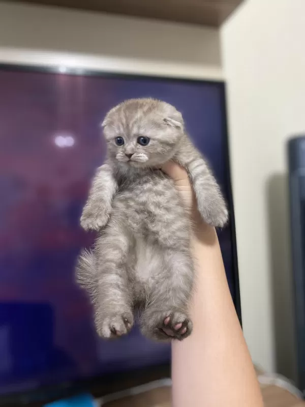 1 Buçuk Scottish Fold Yavru Kediler