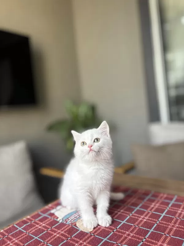 Beyaz British Shorthair Yavrularim