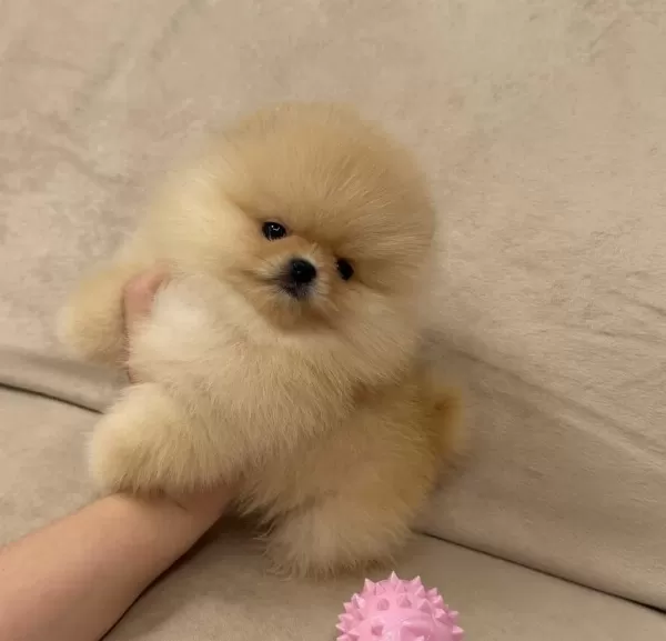 Ayıcık Surat Gerçek Pomeranian Boo Yavrular