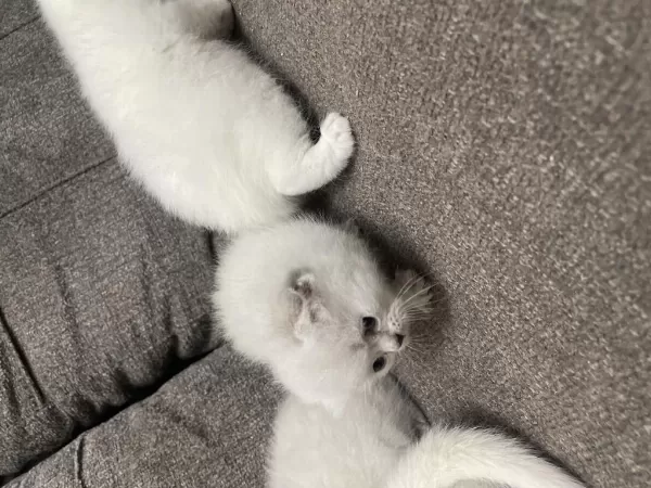 İrk Ve Sağlık Garantili Yavru Kediler