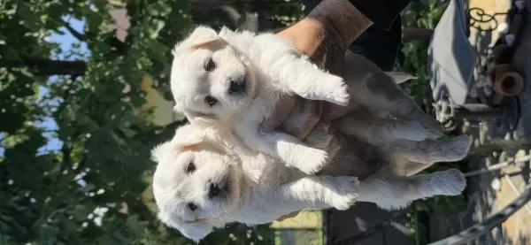 Sevimli Bebiş Köpekler