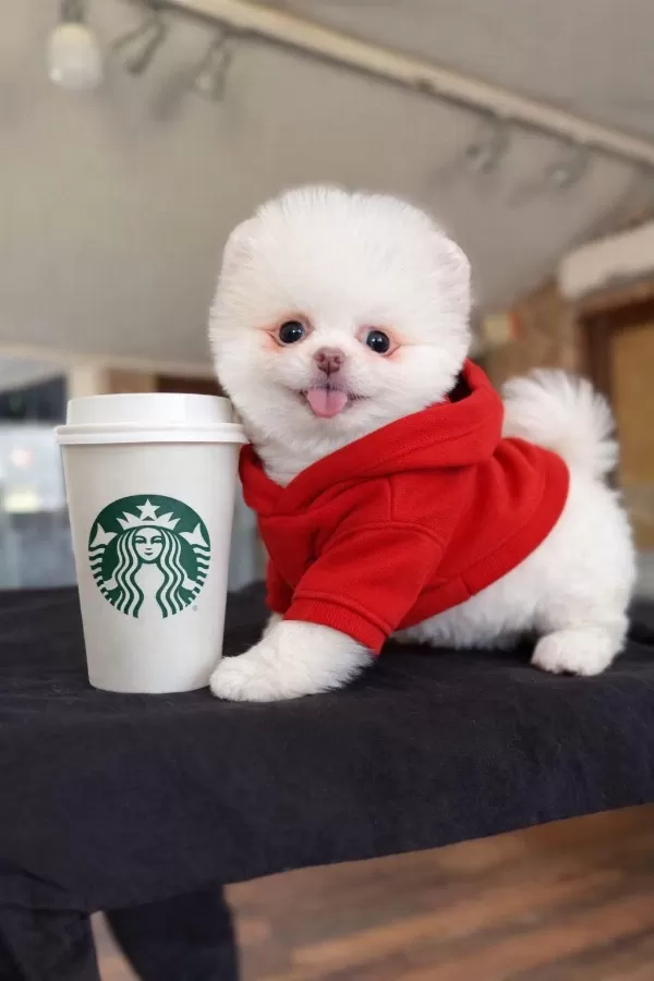 İrk Ve Sağlık Garantili Pomeranian Boo Bebekler