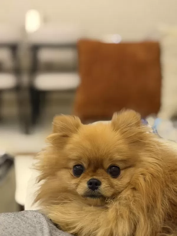 Pomeranian Boo 1 Yaşında