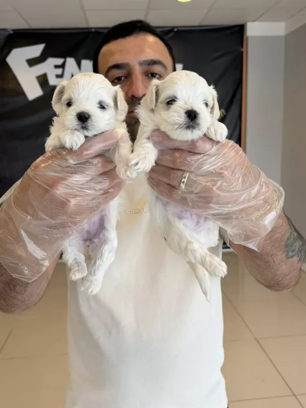 Sinifinin En İyisi Maltipoo Yavrular Ankara Mağazamizda