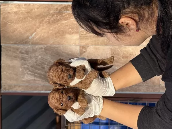 Kore Poodle Yavrularımız