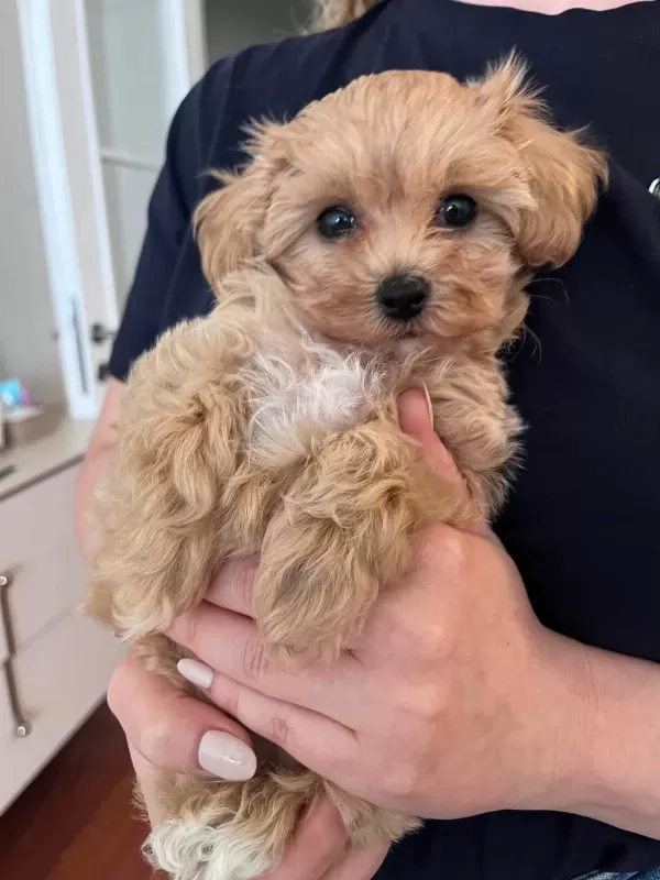 Evde Büyüyen Bebek Yüzlü Maltipoo Kızım