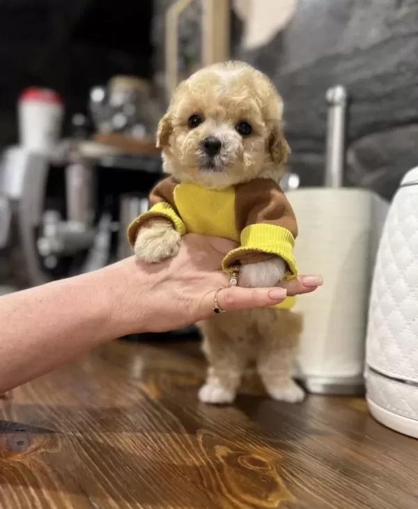 Maltipoo En Özelinin Ailesi Olmak İster Misiniz?