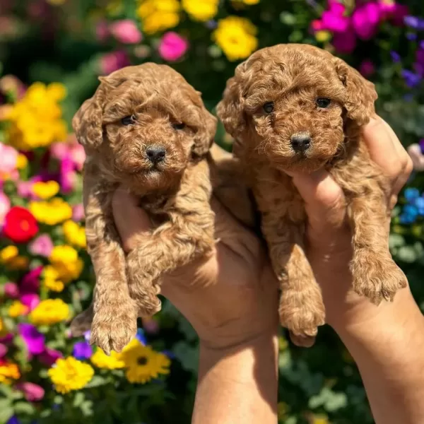Sevimli Toy Poodle Yavrularımız