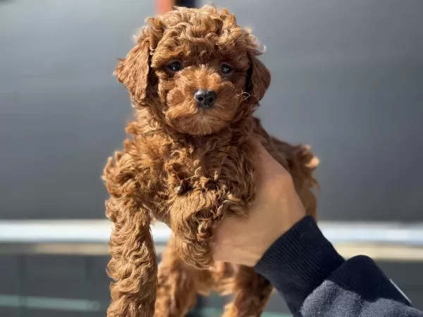 Darkbrown Toy Poodle Yavrularımızı Görüp Ala Bilirsiniz