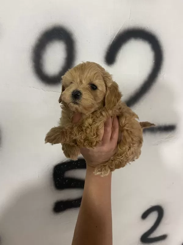 Maltipoo Yavrularım Orijinal Ev Doğumlu