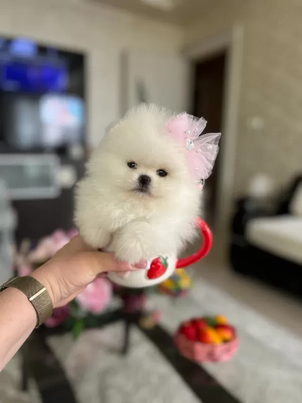 3 Efsane Sifir Burun Pomeranian Prensesler