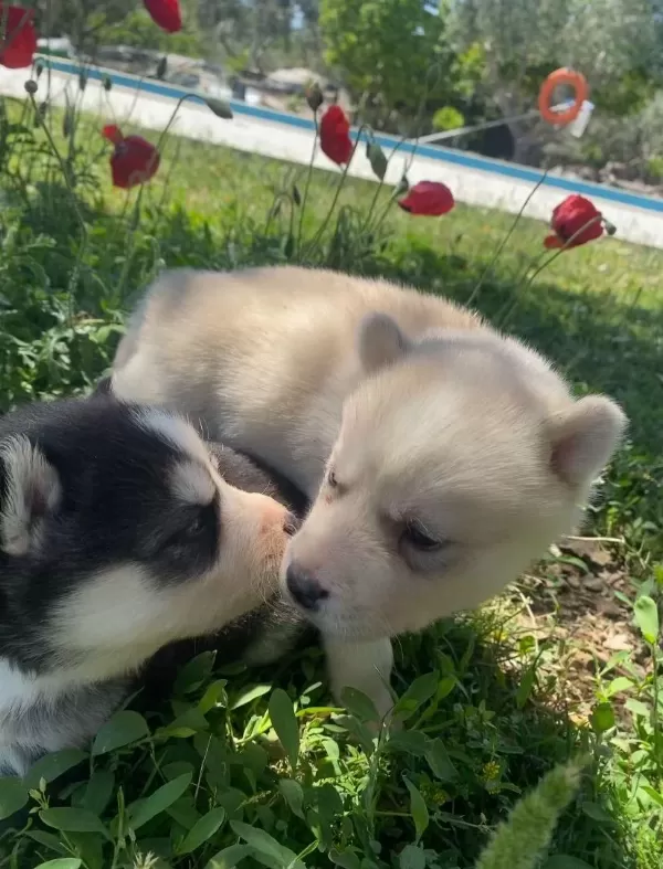 Mavi Gözlü Husky Yavruları
