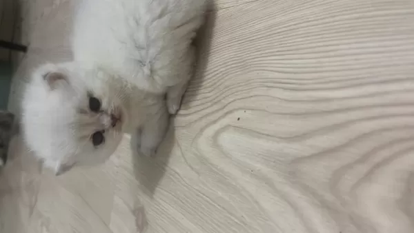 British Shorthair (açiklamayi Okuyun)