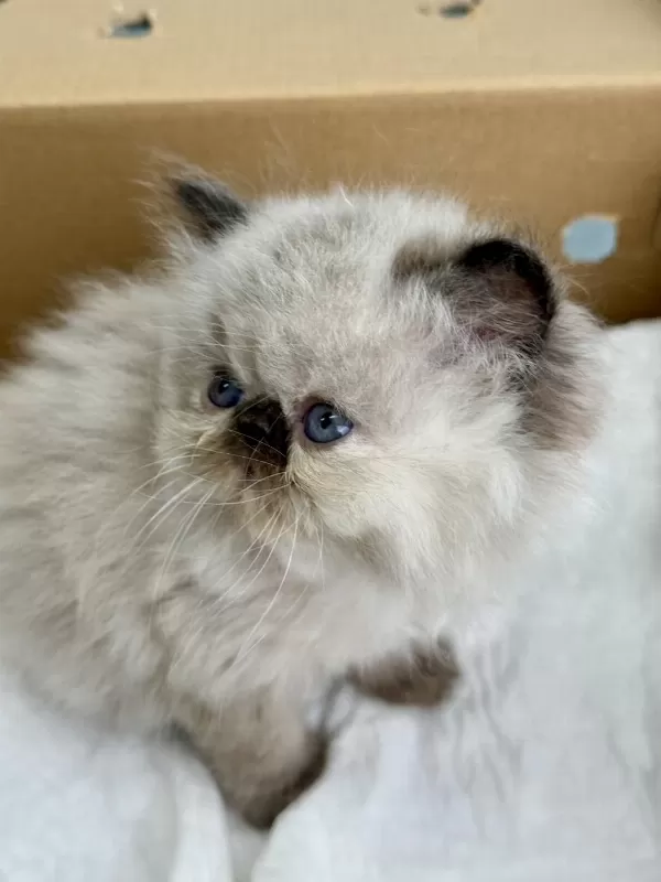 İran Persian ( Show Kalite )