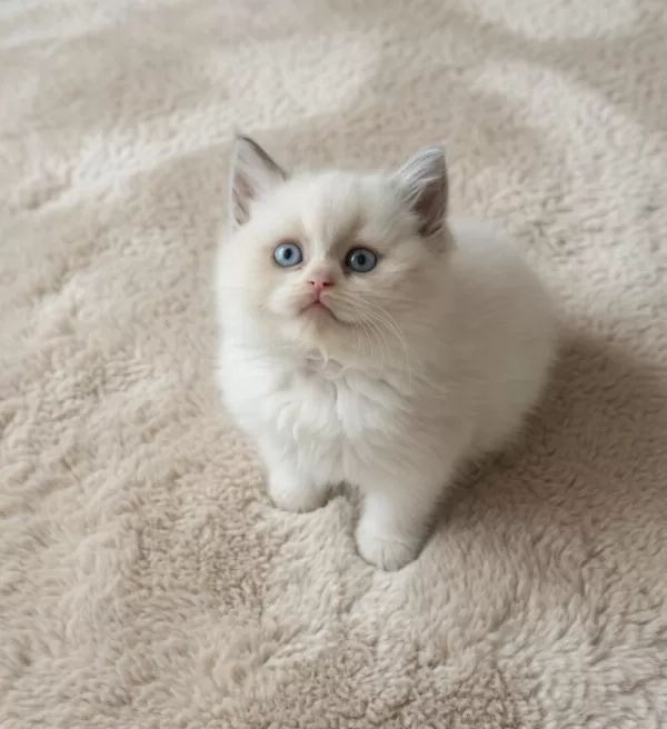 Muhteşem British Shorthair Blue Bicolor Golden Yavrular