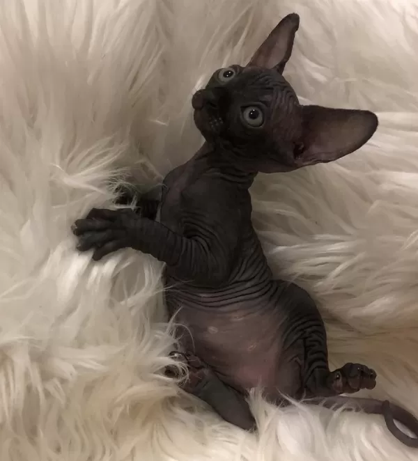 Sphynx Sfenks Dişi Erkek