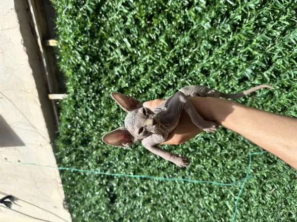 Kaliteli Sphynx Kedileri