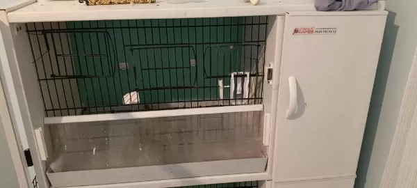 Pvc Kafes Ve Malzemeler İle Birlikte Sultan Papağanı