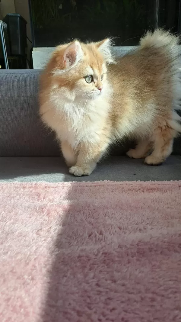 British Longhair Golden Dişi Yavru