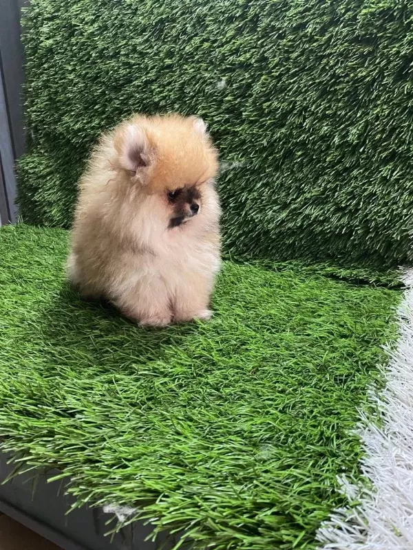 Pomeranian Boo Yavrular [majyajsiz Fönsüz}