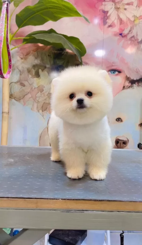 A Kalite Pomeranian Boo Yavruları