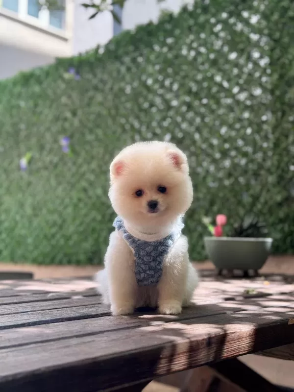 Yavru Pomeranian Boo Köpeklerimiz