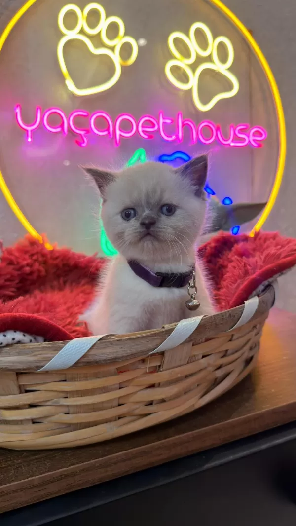 Safkan British Shorthair Ve Scottish Fold Yavrular