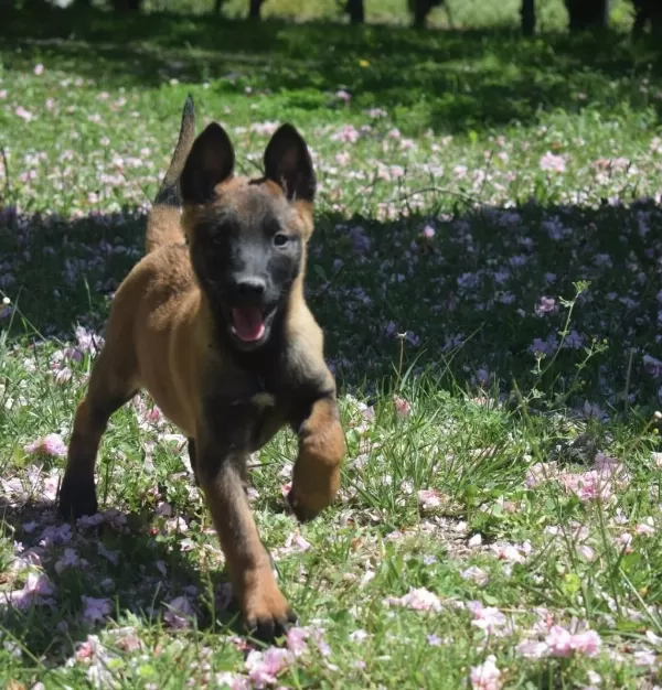 Dişi Malinois Yavrular