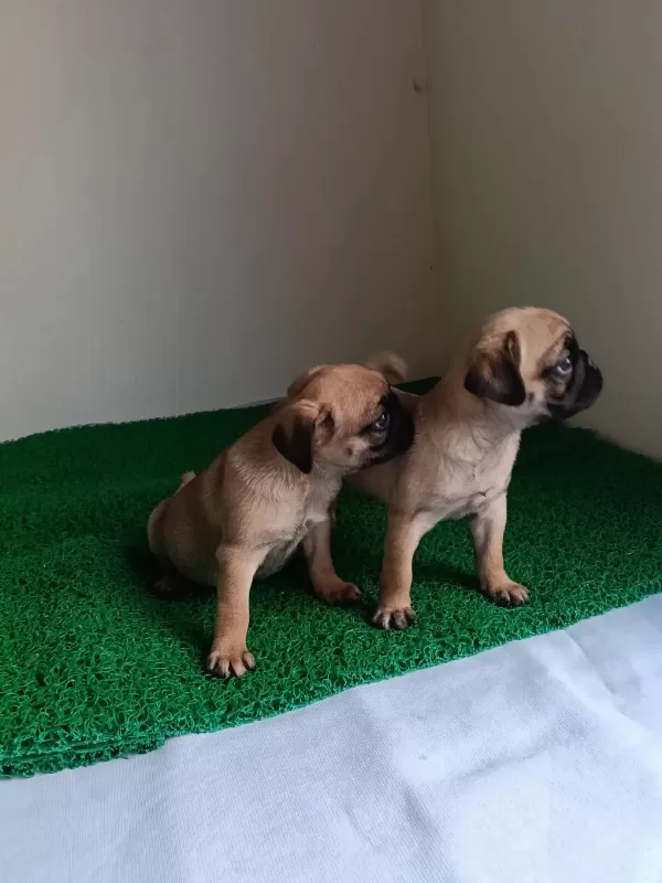 Pink Taşıyıcı Pug Yavrularımız