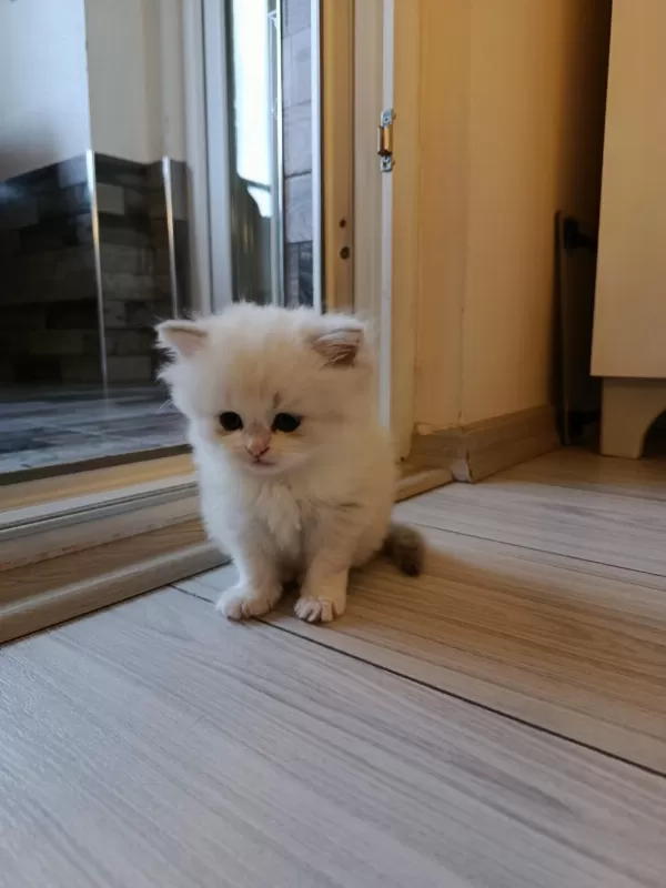 British Longhair Kedisi