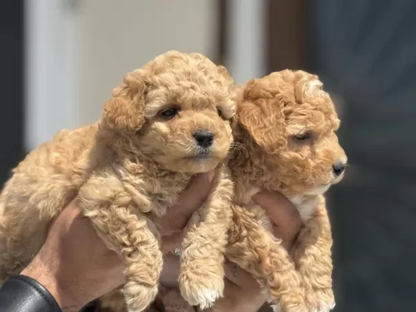 Petmode Köpek Çiftliğinden Tea Cup Kore Maltipoo
