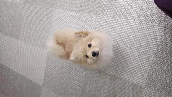 Pomeranian Köpeğimiz