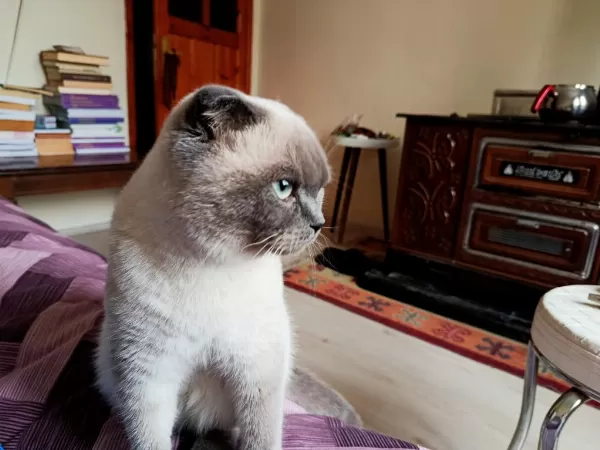 Çok Uysal Bakimli Temiz Eğitimli Güzel Gözlü Scottish Fold