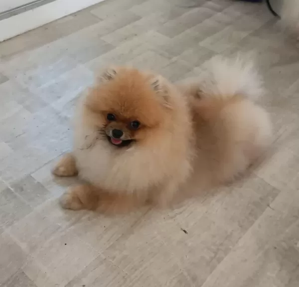Pomeranian Boo Köpeği