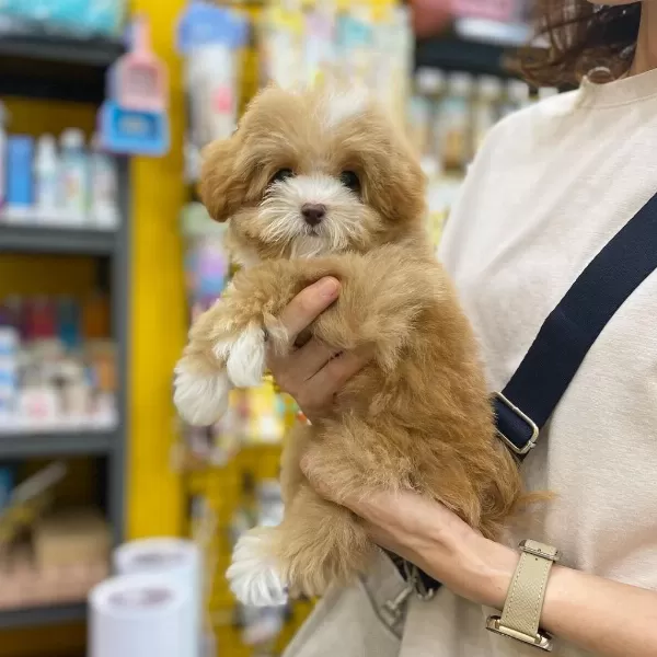 Dünya Tatlısı Maltipoo Yavruları