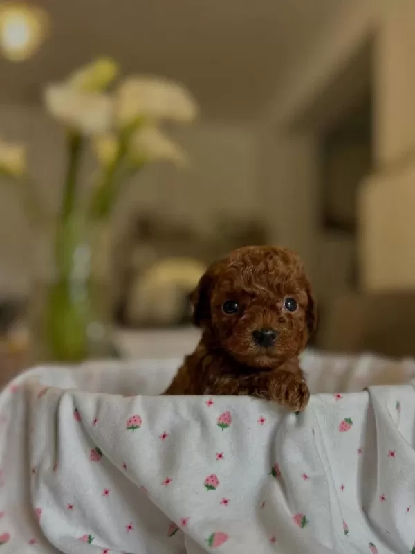 Kore Teacup Boy Toy Poodle Yavrular Türkiyenin İyileri