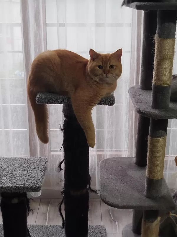 1 Yaşında British Shorthair Oğlumuz