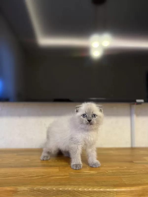 Ev Ortaminda Büyüyen Scottish Fold Yavrularim