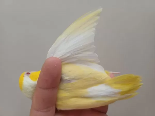 Çift Forpus Papağanı