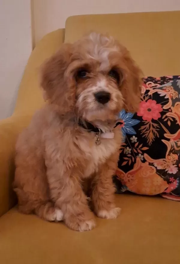 Sevimli Maltipoo Yavrusu Yuva Arıyor